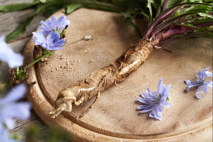 Prebiotic chicory root fiber found to boost weight loss via “cascade of metabolic effects” in literature review