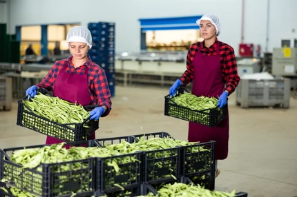 women in food factory with pea crates