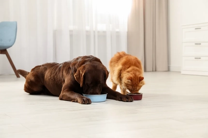 Image Cat and dog eating