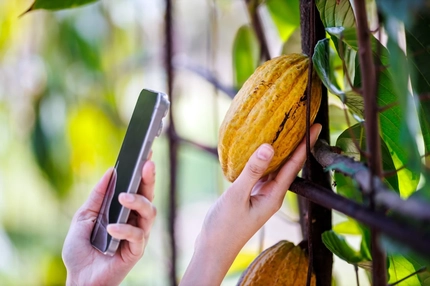 A close-up view of a person's hand using a smartphone to photograph or scan a ripe, yellow cocoa pod hanging on a tree.