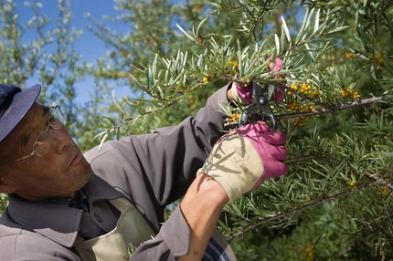 Image Farmer harvesting sea buckthorn