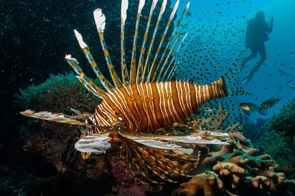 Image Lionfish on a reef with a diver in the background