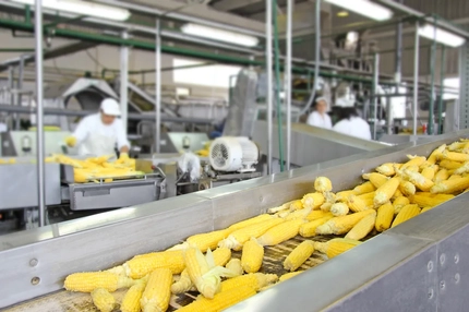 Processing corn in facility.