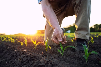 Farmer in a field tending to crops.