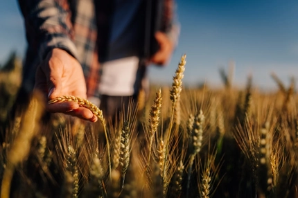 Image Farmer inspecting ripe wheat ear in field.