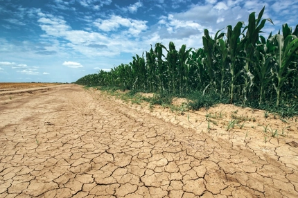 Image Corn crop growing in drought conditions.