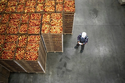 Worker standing next to apples in crates.