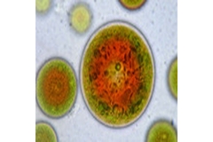 Image science