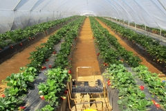 Image strawberries in greenhouse