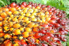 Image Oil palm fruit bunch.
