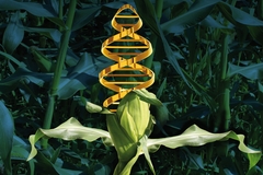 Image Image
