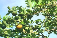 Image Image