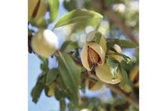 almond tree