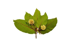Image Image