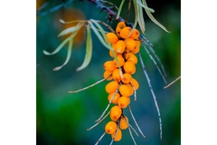 Image NoTag