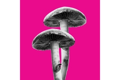 Image Mushrooms on a pink background.