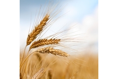 Image golden wheat stalks in a sunny field