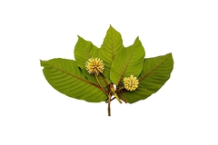 Image Image