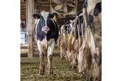 Image Skinny cow
