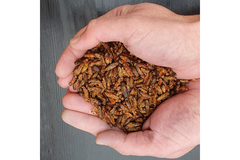 Person is holding cricket protein in their hands.