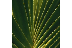 Aloe