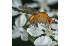 Image Fruitfly