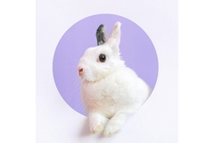 Image Image