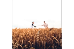Image field of wheat