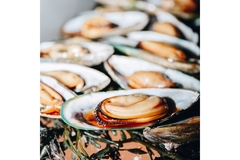 mussels