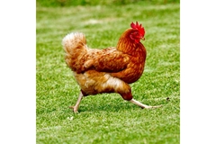 Image Image