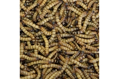 Image Image