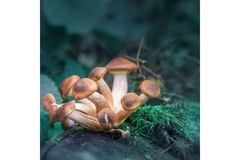 Image Image