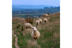 Image Image