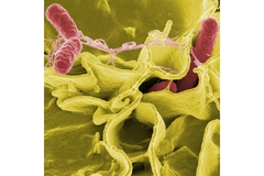 Image Image