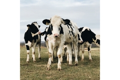 Image Cows with black and white spots
