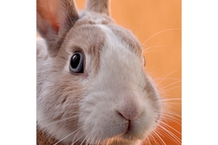 Animal lab testing