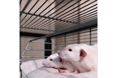 Image Mouse in a cage