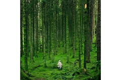Person dressed in white walking through a green forest with tall trees.