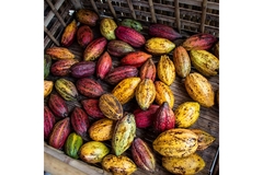 Cocoa beans.