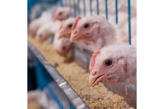 Image Chickens in cages.