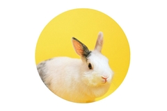 Image rabbit
