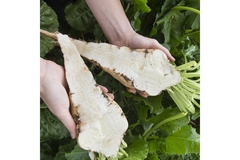 Image Sugar beets, cut in half.