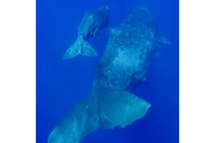 Image Sperm whales