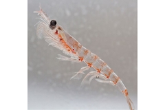 A krill.