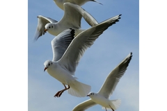 Gulls flying.