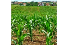 Crops aligned.