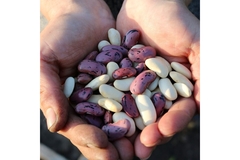 Image Hands holding legumes.