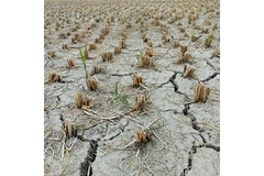 Dry field.