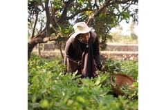 Female farmer collecting botanicals.