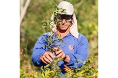 Image Man assessing crops.